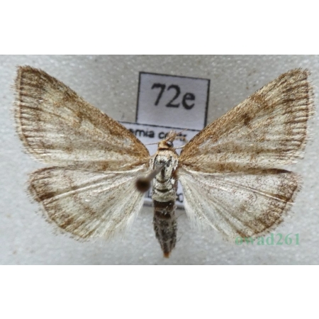 Psammotis pulveralis (Hübner, 1796) Czech72e